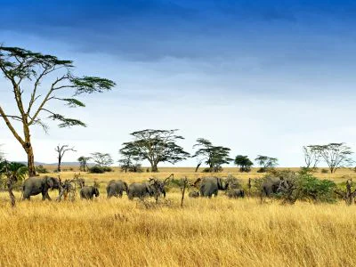 Elephants in the Serengeti
