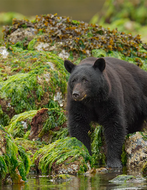 The black bear searching for mussels and crabs along the water’s edge on Vancouver Island, British Columbia, Canada