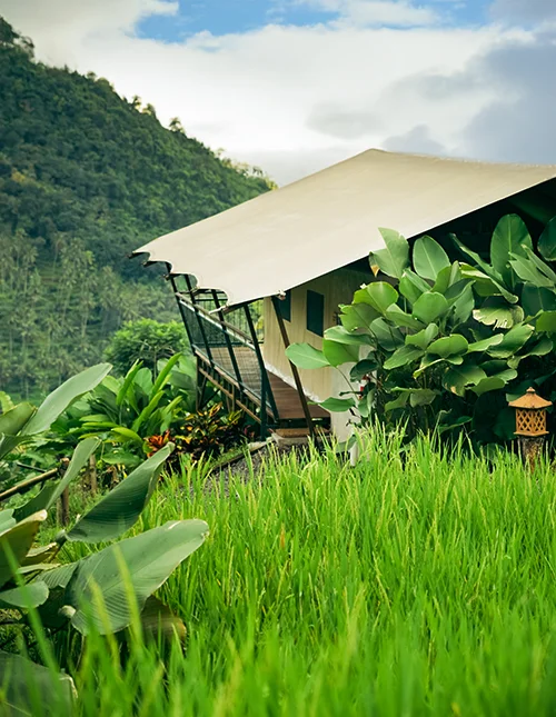 Luxury tent in lush jungle amid rice fields and green mountains in Bali
