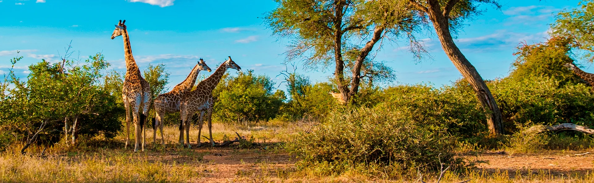 Three giraffes stand on the savannah in Kruger National Park, South Africa