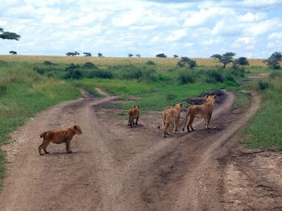 A pride of lions on the hunt