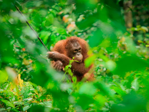 Orangutan visible through the undergrowth at the Sepilok Orangutan Rehabilitation Centre in Borneo, Malaysia