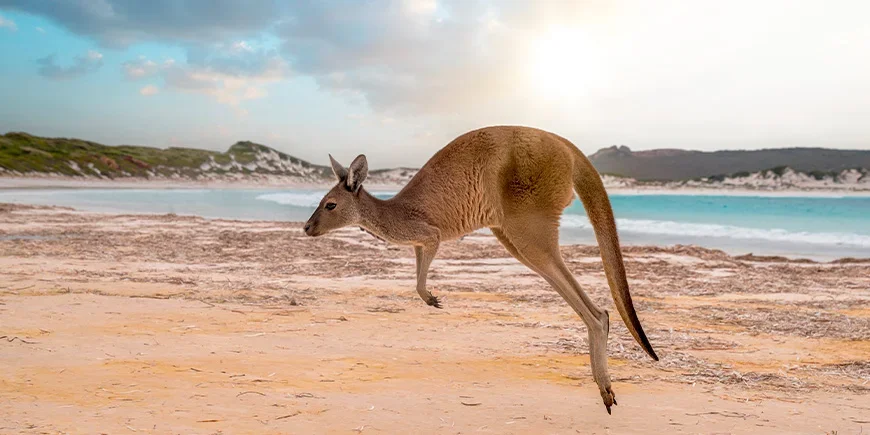 Jumping kangaroo on Kangaroo Island in Australia