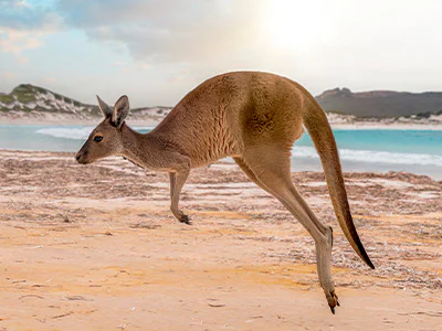 Jumping kangaroo on Kangaroo Island in Australia
