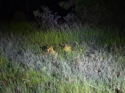 Two lions lurking in the darkness