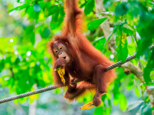 Beautiful orangutan in the forests of Sumatra