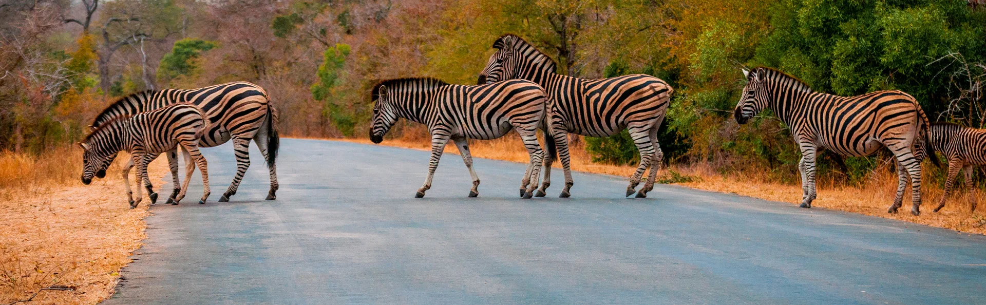 Zebras crossing the road in Kruger National Park