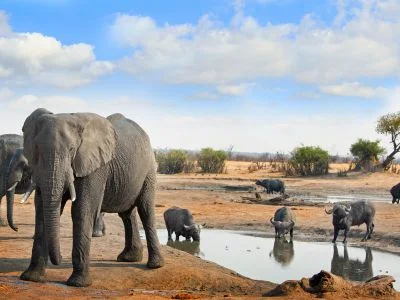Elephants and buffalo on the savannah
