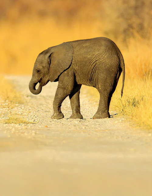 oung African Elephant lost on the gravel road in Chobe, Botswana.