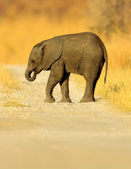 oung African Elephant lost on the gravel road in Chobe, Botswana.