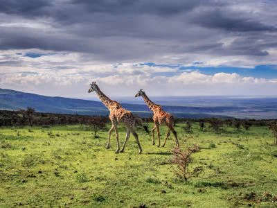Two giraffes walk in the Serengeti