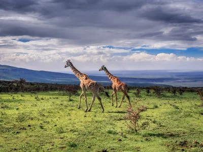 Two giraffes walk in the Serengeti