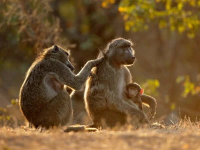 Baboons grooming each other in Kruger National Park