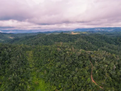 Lush rainforest in Andasibe-Mantadia National Park in Madagascar