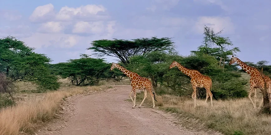 Three giraffes in Samburu National Park in Kenya