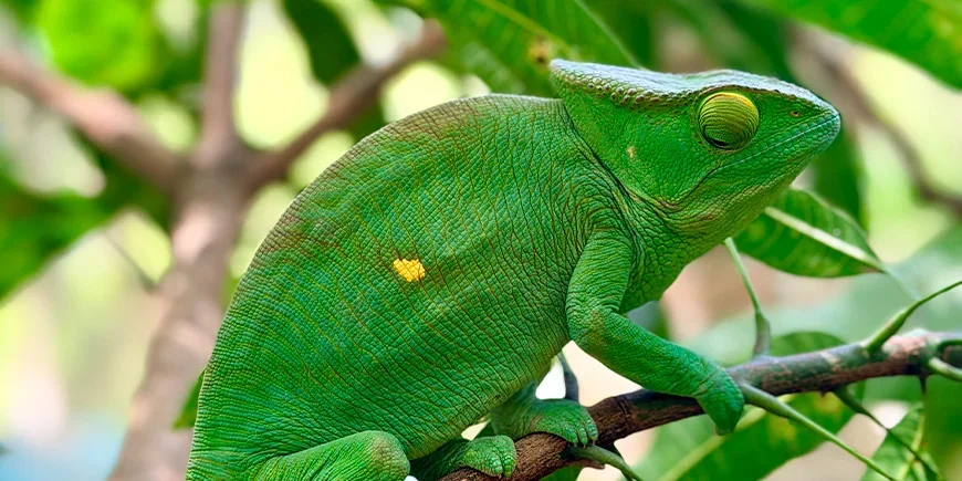 Beautiful green chameleon in a tree in Madagascar