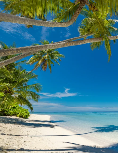Tropical beach in the Maldives with white sand and turquoise water under a blue sky.