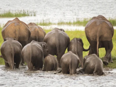 A herd of elephants in Minneriya National Park, Sri Lanka