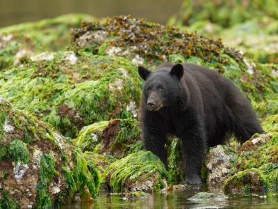 Black bear on Vancouver Island, Canada