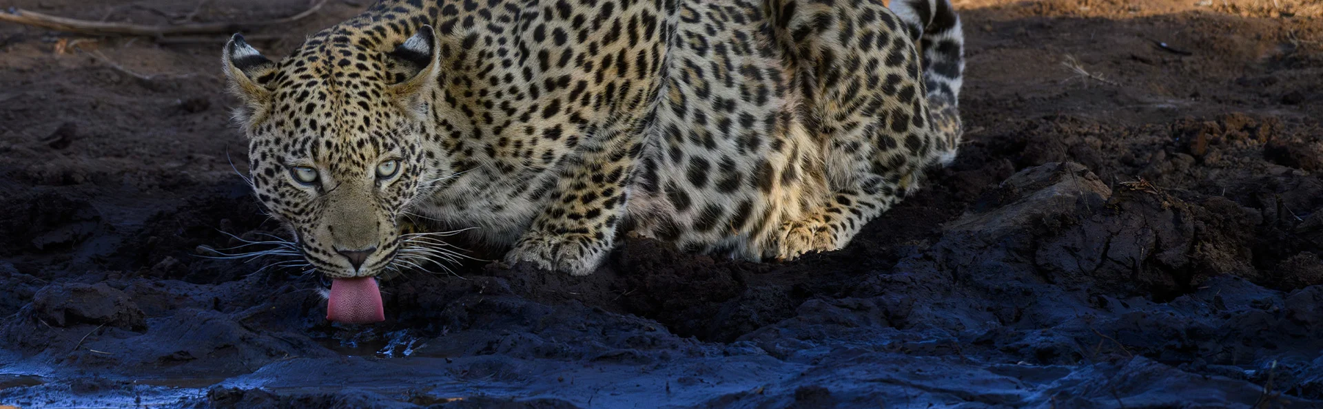 An African leopard drinks water at a waterhole in Pilanesberg, a malaria-free reserve in South Africa