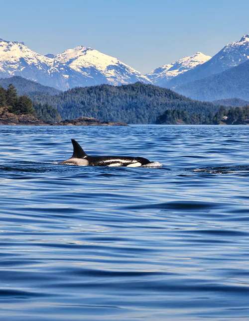 An orca spotted on a whale-watching tour in Tofino, Vancouver Island, with the mountains in the background