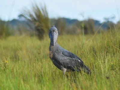 Shoebill looking straight into the camera
