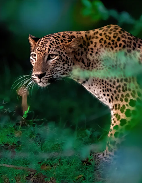 Close-up of a leopard in the lush jungle of Sri Lanka