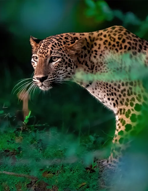 Close-up of a leopard in the lush jungle of Sri Lanka