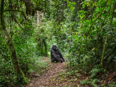 A gorilla stands on the path in Bwindi, Uganda