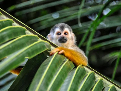 A monkey sits on a branch, looking at the camera
