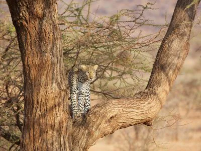 Leopard in a tree in Samburu, Kenya