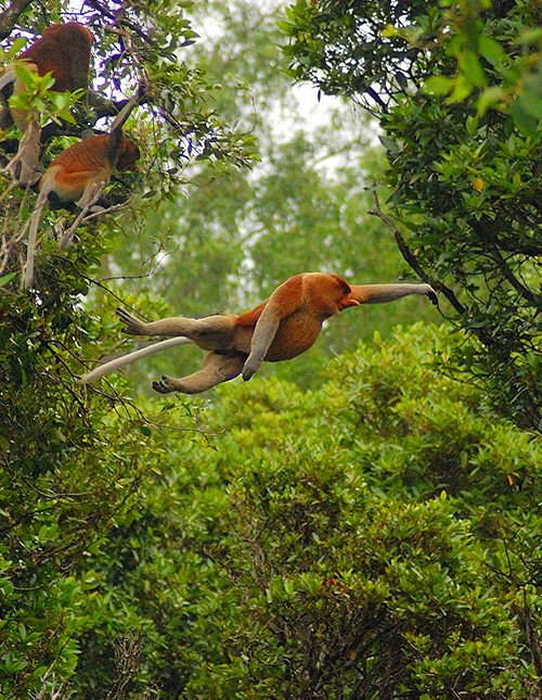 The proboscis monkeys, an endemic species of native Borneo Island. 