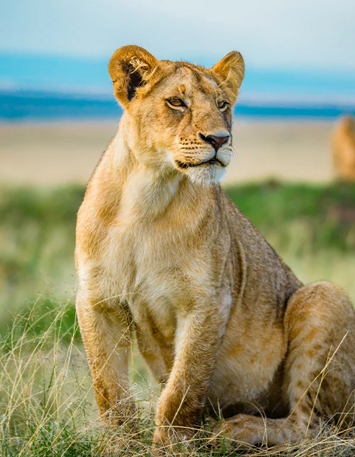 A lioness sits in the grass, gazing out across the savannah