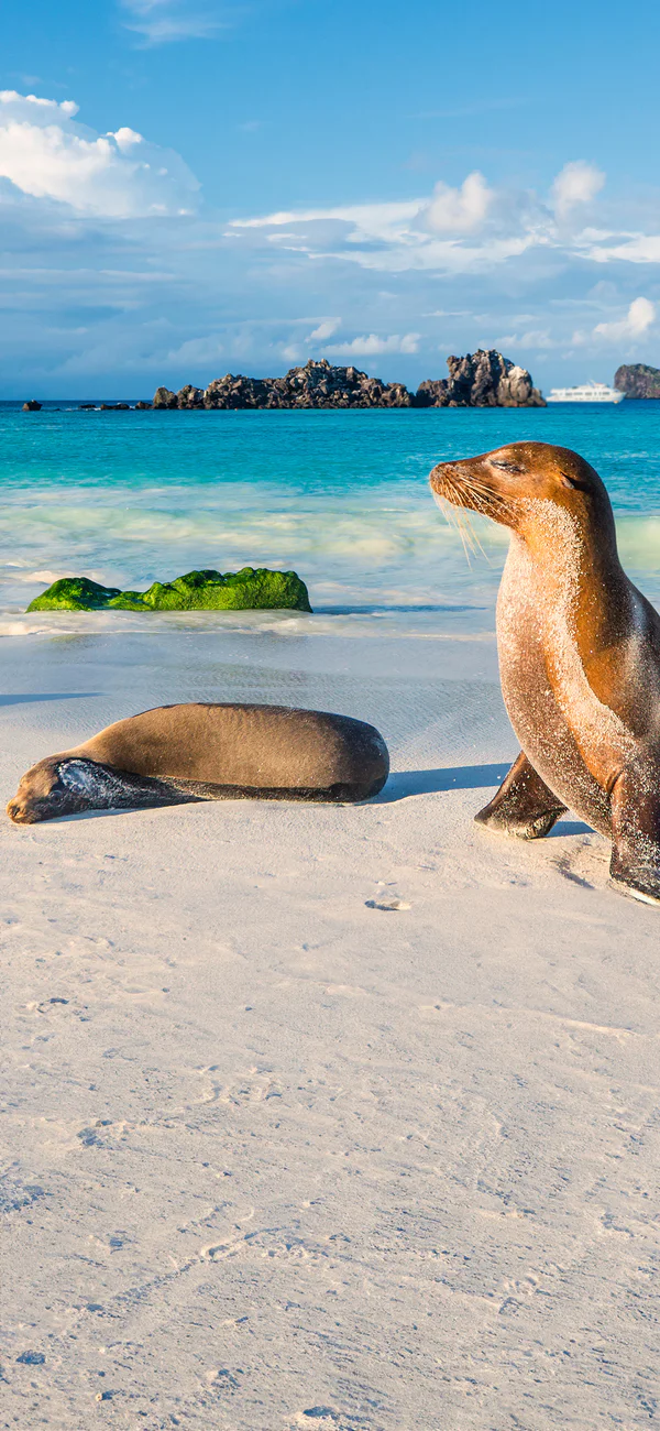 Sea lions enjoying the sun on the Galápagos Islands