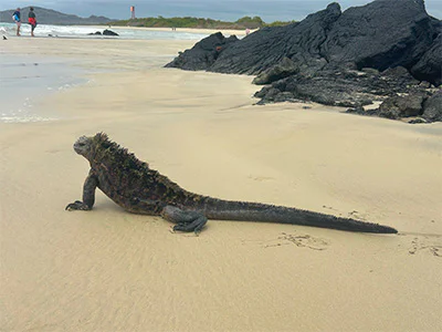 Iguana in the Galápagos Islands