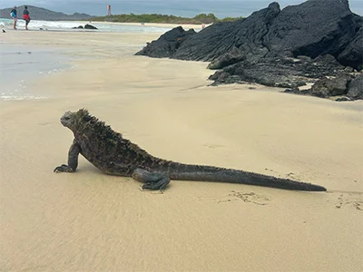 Iguana in the Galápagos Islands