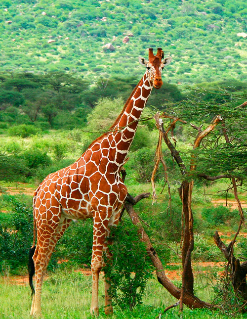 A giraffe stands among green trees in the African wilderness