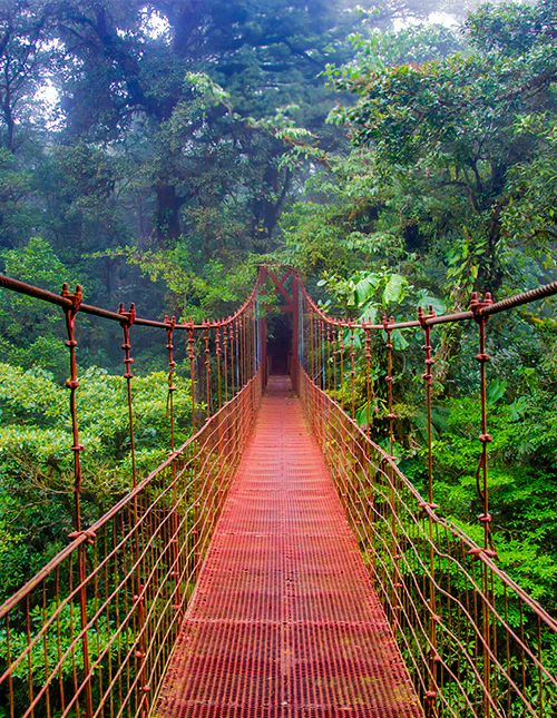 Suspension bridge in Monteverde Cloud Forest