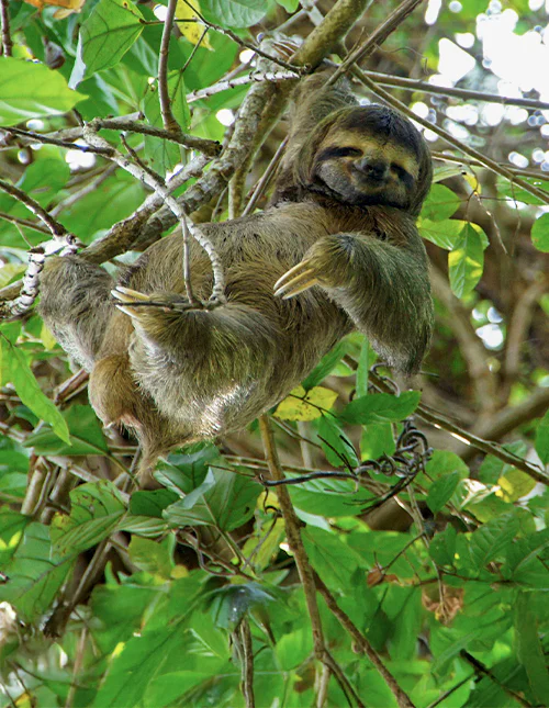 A sloth rests in a tree surrounded by lush green leaves in Costa Rica