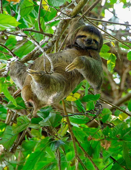 A sloth rests in a tree surrounded by lush green leaves in Costa Rica