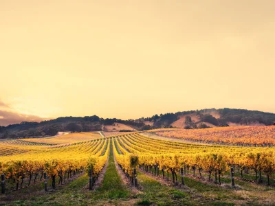 Vineyards in Australia