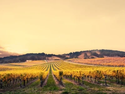 Vineyards in Australia