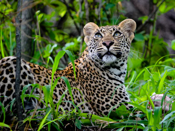 Beautiful leopard in lush greenery in South Africa