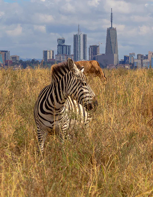 A zebra stands in tall grass with Nairobi’s skyline in the background