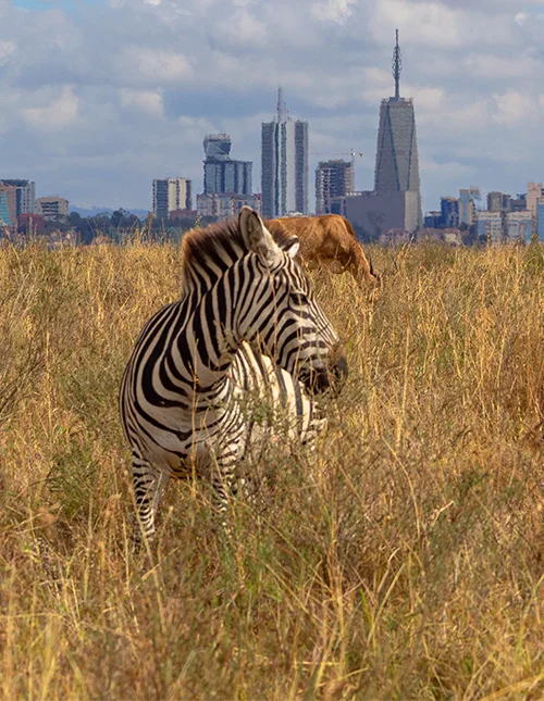 A zebra stands in tall grass with Nairobi’s skyline in the background