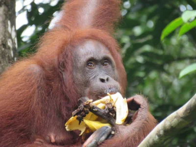 Orangutan at Semenggoh Wildlife Centre