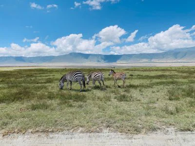 Zebras in Ngorongoro