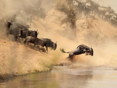 Wildebeest cross the Mara River during the Great Migration