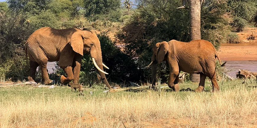 Elephants and baboons in Samburu National Park in Kenya