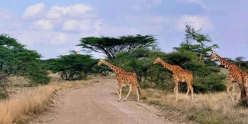 Giraffe family crossing the road in Samburu National Park in Kenya